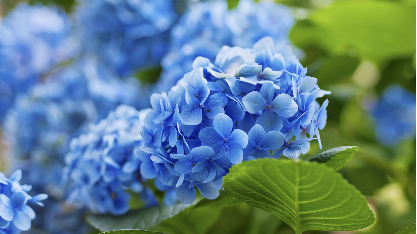 Hortensien Hortensie