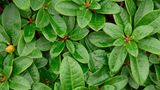 Rhododendron