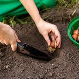 Tulpenzwiebeln im Herbst