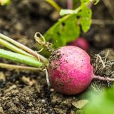 Radieschen