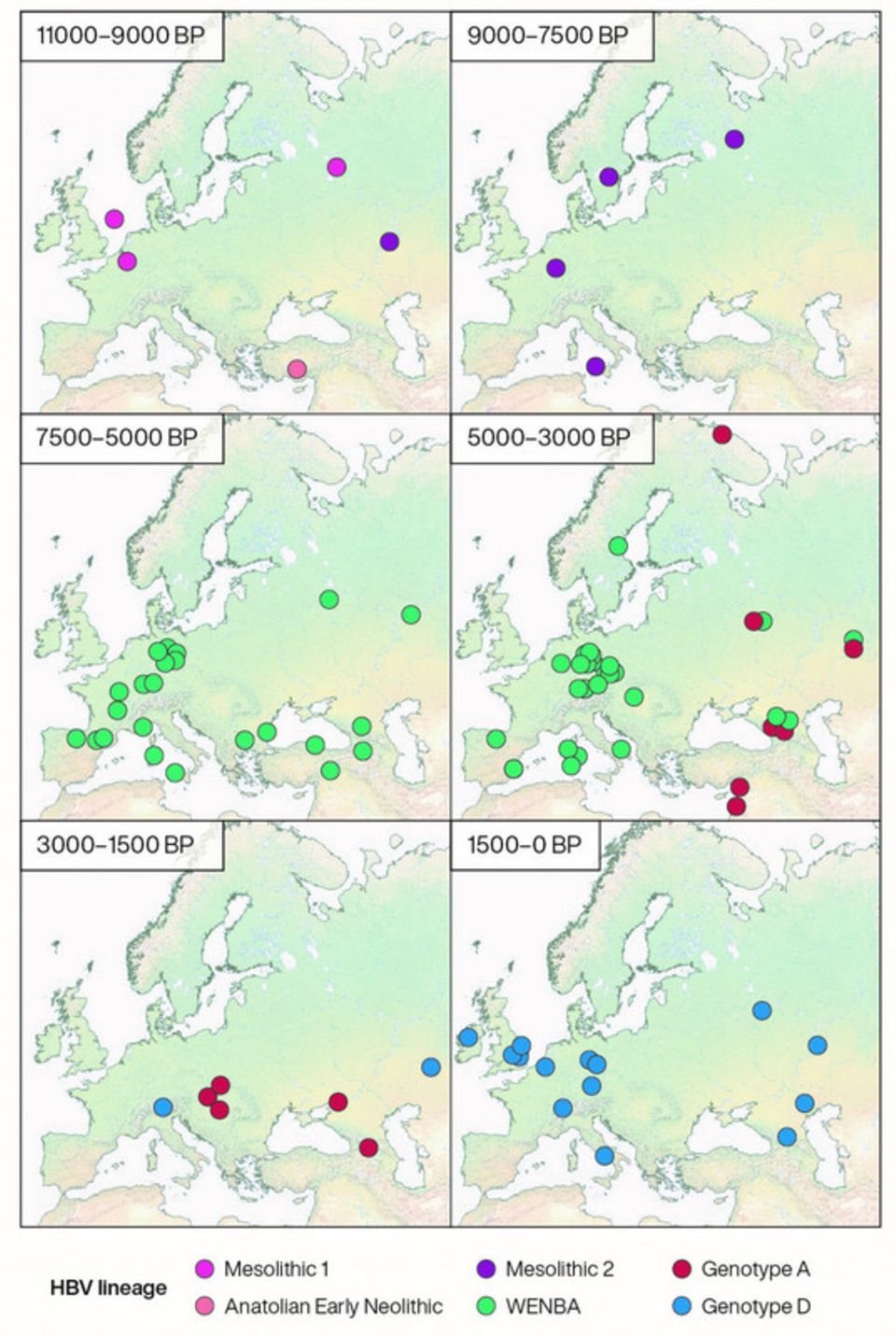 Virus: Geografische Verteilung historischer HBV-Genome in verschiedenen Zeiträumen, eingefärbt nach Abstammung Geografische Verteilung historischer HBV-Genome in verschiedenen Zeiträumen, eingefärbt nach Abstammung