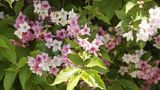 Liebliche Weigelie (Weigela florida) in Frühlingsblüte