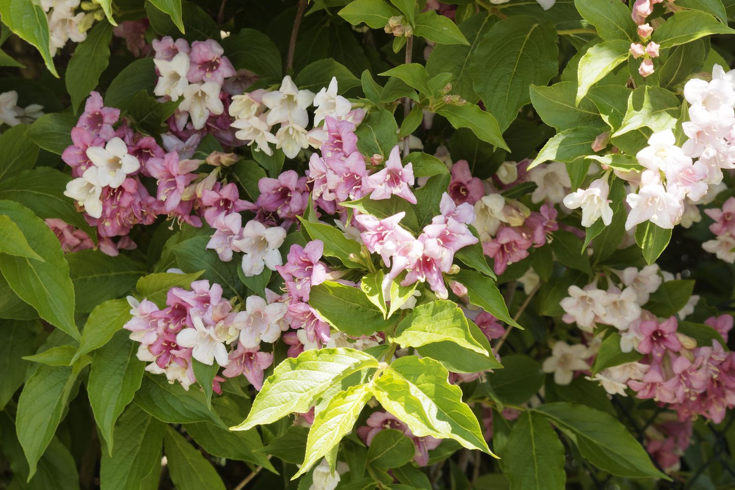 Liebliche Weigelie (Weigela florida) in Frühlingsblüte