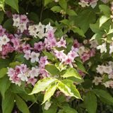 Liebliche Weigelie (Weigela florida) in Frühlingsblüte