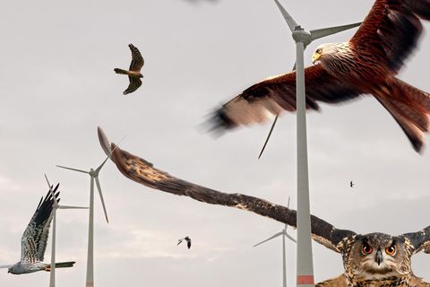 Windkraftanlagen lassen sich inzwischen technisch so aufrüsten, dass sie anfliegende Vögel erkennen und die Rotoren rechtzeitig stoppen – zum Wohl etwa von Rotmilan und Uhu, Weißstorch und Wiesenweihe