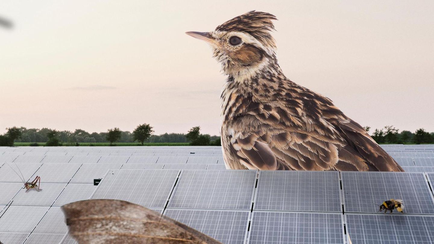 Die Collage illustriert, was Biolog*innen vor Ort erforschten: Im Solarpark Klein Rheide sind Arten wie Dunkle Erdhummel, Pappelschwärmer und die bedrohte Feldlerche heimisch geworden