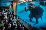 Wildlife Photographer of the Year: Unterhaltung oder Ausbeutung? In Elefantenshows wie dieser werden Tiere dazu gebracht, unnatürliches Verhalten zu zeigen. In Thailand gibt es mittlerweile mehr Elefanten in Gefangenschaft als in ihrem natürlichen Lebensraum