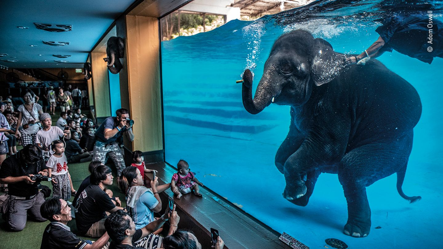 Wildlife Photographer of the Year: Unterhaltung oder Ausbeutung? In Elefantenshows wie dieser werden Tiere dazu gebracht, unnatürliches Verhalten zu zeigen. In Thailand gibt es mittlerweile mehr Elefanten in Gefangenschaft als in ihrem natürlichen Lebensraum