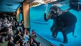 Wildlife Photographer of the Year: Unterhaltung oder Ausbeutung? In Elefantenshows wie dieser werden Tiere dazu gebracht, unnatürliches Verhalten zu zeigen. In Thailand gibt es mittlerweile mehr Elefanten in Gefangenschaft als in ihrem natürlichen Lebensraum