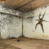 Wildlife Photographer of the Year: Diese handtellergroße, giftige Jagdspinne mit ihrem Nachwuchs fand Fotograf Gil Wizen unter seinem Bett