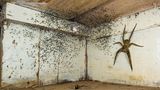 Wildlife Photographer of the Year: Diese handtellergroße, giftige Jagdspinne mit ihrem Nachwuchs fand Fotograf Gil Wizen unter seinem Bett