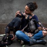 Wildlife Photographer of the Year: In einer Auffangstation für Schimpansen-Waisen wird eine neue Bewohnerin an ihre Artgenossen gewöhnt