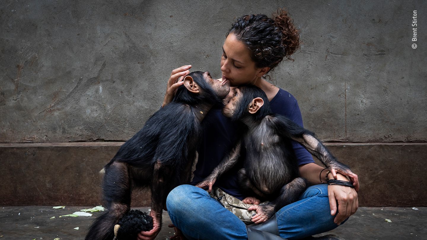 Wildlife Photographer of the Year: In einer Auffangstation für Schimpansen-Waisen wird eine neue Bewohnerin an ihre Artgenossen gewöhnt