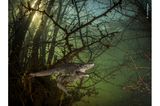 Wildlife Photographer of the Year: Spanische Rippenmolche balzen im überschwemmten Wald