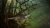 Wildlife Photographer of the Year: Spanische Rippenmolche balzen im überschwemmten Wald