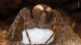Wildlife Photographer of the Year: Eine Jagdspinne webt einen Kokon, in dem sie die Eier ihrer Nachkommenschaft transportiert