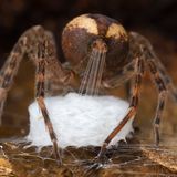 Wildlife Photographer of the Year: Eine Jagdspinne webt einen Kokon, in dem sie die Eier ihrer Nachkommenschaft transportiert