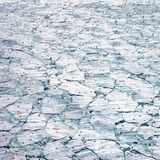 Wildlife Photographer of the Year: Jeden Herbst warten die schwangeren Sattelrobben der Arktis darauf, dass sich das erste Meereis bildet, auf dem sie ihre Jungen zur Welt bringen