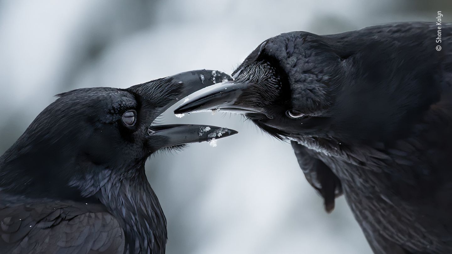 Wildlife Photographer of the Year: Mitten im Winter beginnt die Brutsaison der Raben. Diese beiden festigen durch gegenseitige Geschenke ihre Bindung