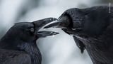 Wildlife Photographer of the Year: Mitten im Winter beginnt die Brutsaison der Raben. Diese beiden festigen durch gegenseitige Geschenke ihre Bindung