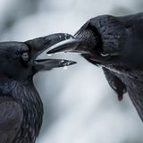 Wildlife Photographer of the Year: Mitten im Winter beginnt die Brutsaison der Raben. Diese beiden festigen durch gegenseitige Geschenke ihre Bindung