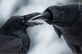 Wildlife Photographer of the Year: Mitten im Winter beginnt die Brutsaison der Raben. Diese beiden festigen durch gegenseitige Geschenke ihre Bindung