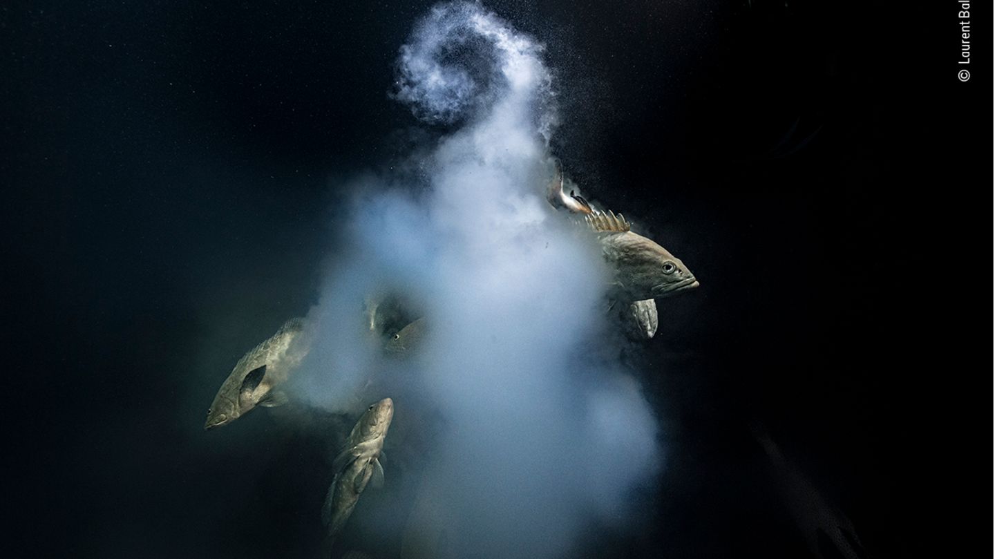 Wildlife Photographer of the Year: Blitzschnell steigt das Weibchen auf, gefolgt von mehreren Männchen: Binnen Sekunden stoßen Getarnte Zackenbarsche Eier und Samen aus. Mit seiner Momentaufnahme dieses Unterwasserspektakels gewann der Franzose Laurent Ballesta den Wettbewerb