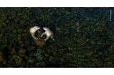 Wildlife Photographer of the Year: Mit einer Drohnenkamera gelang dem Fotografen Martin Gregus dieses Bild von zwei spielenden Eisbärinnen im flachen Wasser