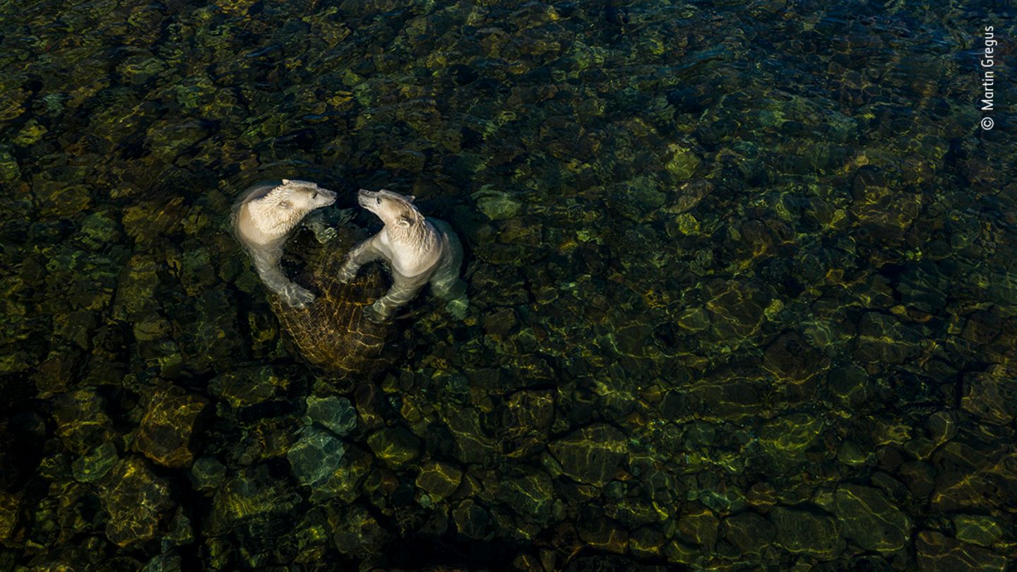 Wildlife Photographer of the Year: Mit einer Drohnenkamera gelang dem Fotografen Martin Gregus dieses Bild von zwei spielenden Eisbärinnen im flachen Wasser