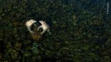 Wildlife Photographer of the Year: Mit einer Drohnenkamera gelang dem Fotografen Martin Gregus dieses Bild von zwei spielenden Eisbärinnen im flachen Wasser