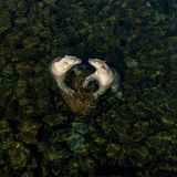 Wildlife Photographer of the Year: Mit einer Drohnenkamera gelang dem Fotografen Martin Gregus dieses Bild von zwei spielenden Eisbärinnen im flachen Wasser