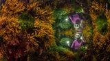 Wildlife Photographer of the Year: Drei Tage brauchte Fotograf Justin Gilligan, bis er diese Szene mit Seegras und einem Ranger einfangen konnte
