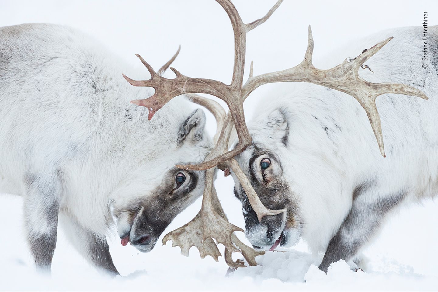 Wildlife Photographer of the Year: Auf Spitzbergen kämpfen zwei Rentiere um die Vorherrschaft über einen Harem