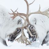 Wildlife Photographer of the Year: Auf Spitzbergen kämpfen zwei Rentiere um die Vorherrschaft über einen Harem
