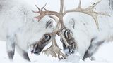 Wildlife Photographer of the Year: Auf Spitzbergen kämpfen zwei Rentiere um die Vorherrschaft über einen Harem