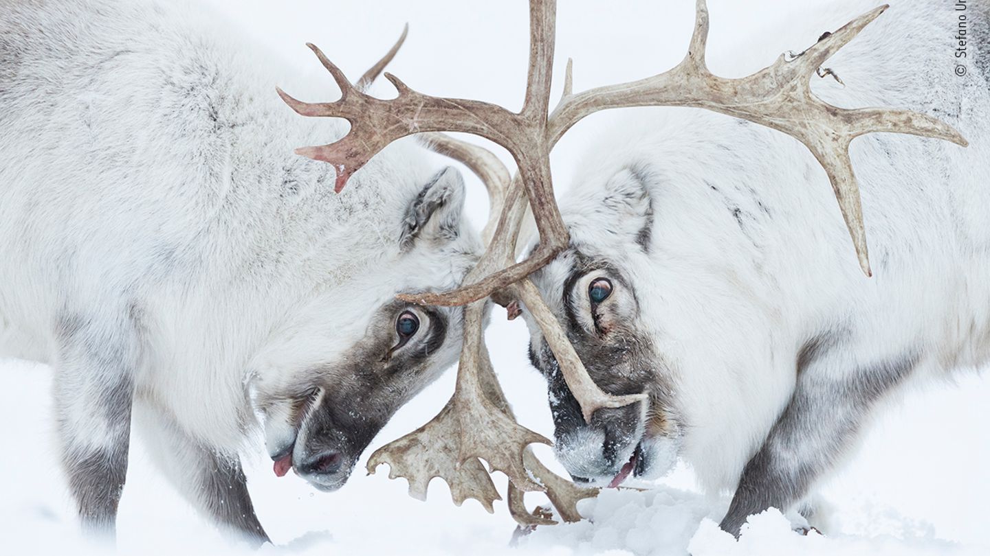 Wildlife Photographer of the Year: Auf Spitzbergen kämpfen zwei Rentiere um die Vorherrschaft über einen Harem