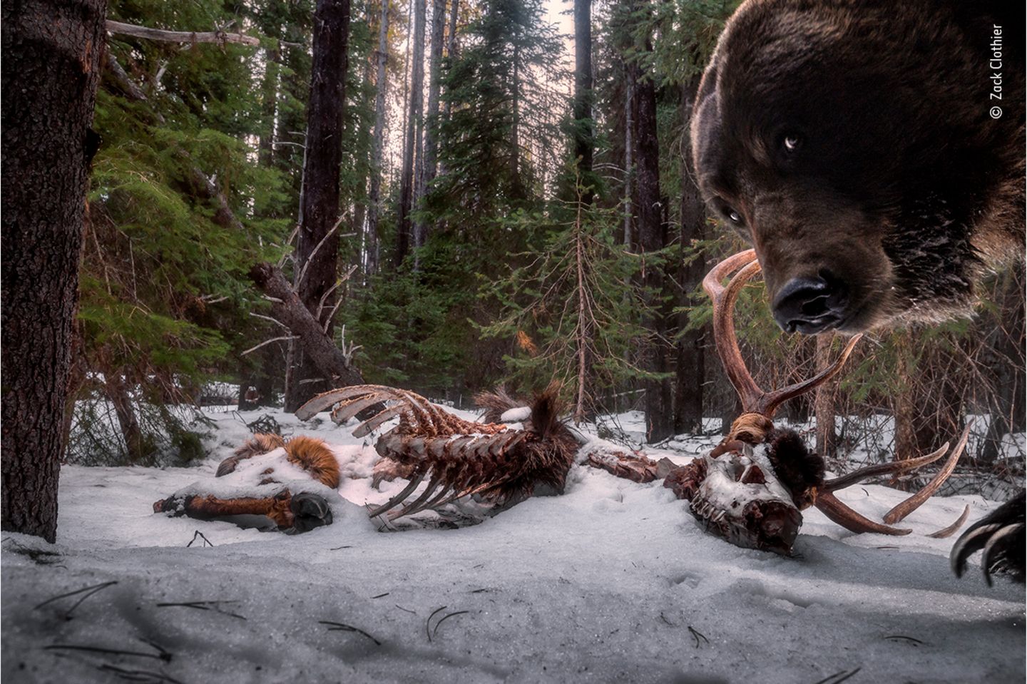 Wildlife Photographer of the Year: Das letzte Bild: Der Grizzly interessierte sich offenbar nicht nur für die Überreste eines Wapiti-Hirsches, sondern auch für den Aufbau der Kamerafalle - und verwüstete sie