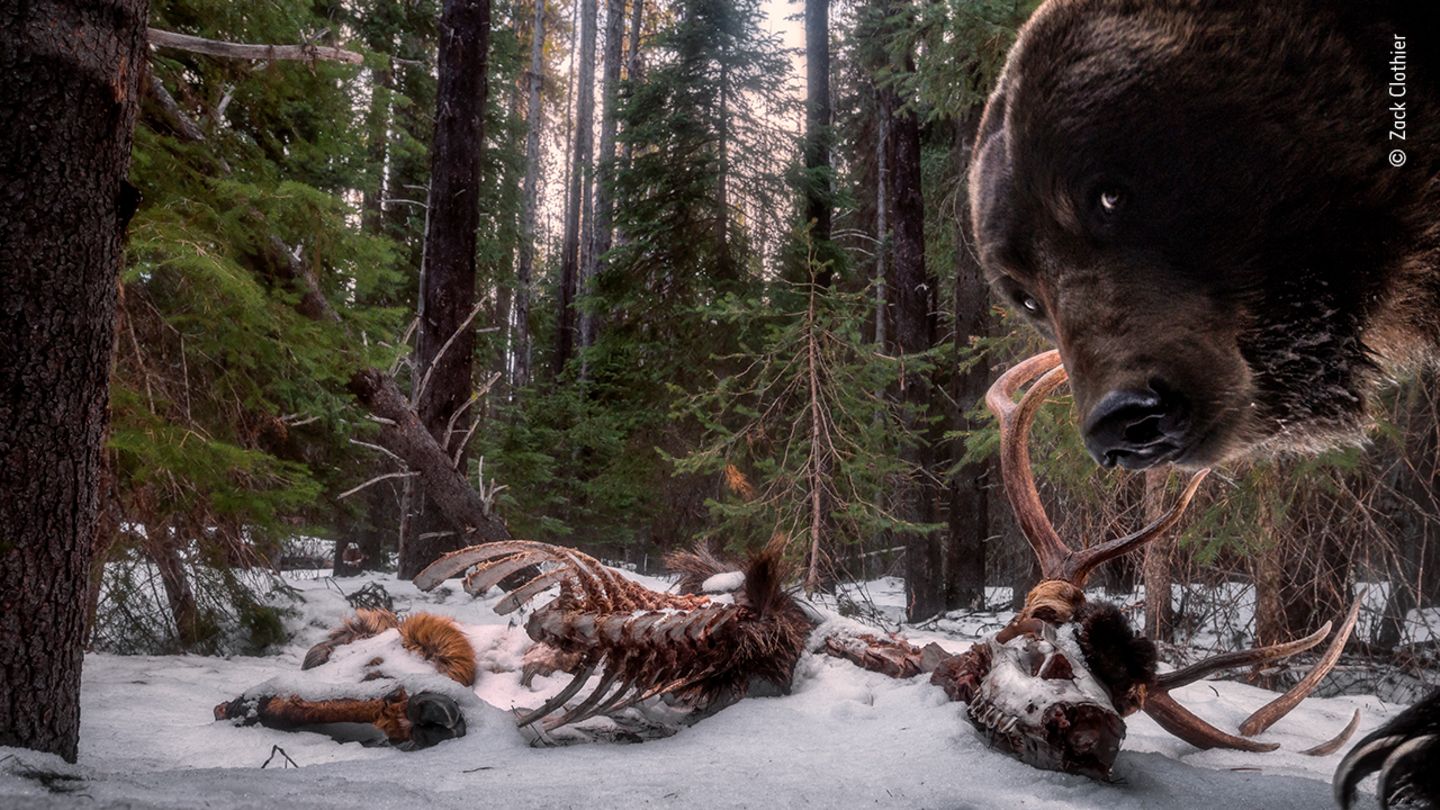 Wildlife Photographer of the Year: Das letzte Bild: Der Grizzly interessierte sich offenbar nicht nur für die Überreste eines Wapiti-Hirsches, sondern auch für den Aufbau der Kamerafalle - und verwüstete sie