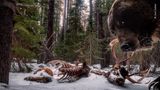 Wildlife Photographer of the Year: Das letzte Bild: Der Grizzly interessierte sich offenbar nicht nur für die Überreste eines Wapiti-Hirsches, sondern auch für den Aufbau der Kamerafalle - und verwüstete sie