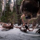 Wildlife Photographer of the Year: Das letzte Bild: Der Grizzly interessierte sich offenbar nicht nur für die Überreste eines Wapiti-Hirsches, sondern auch für den Aufbau der Kamerafalle - und verwüstete sie