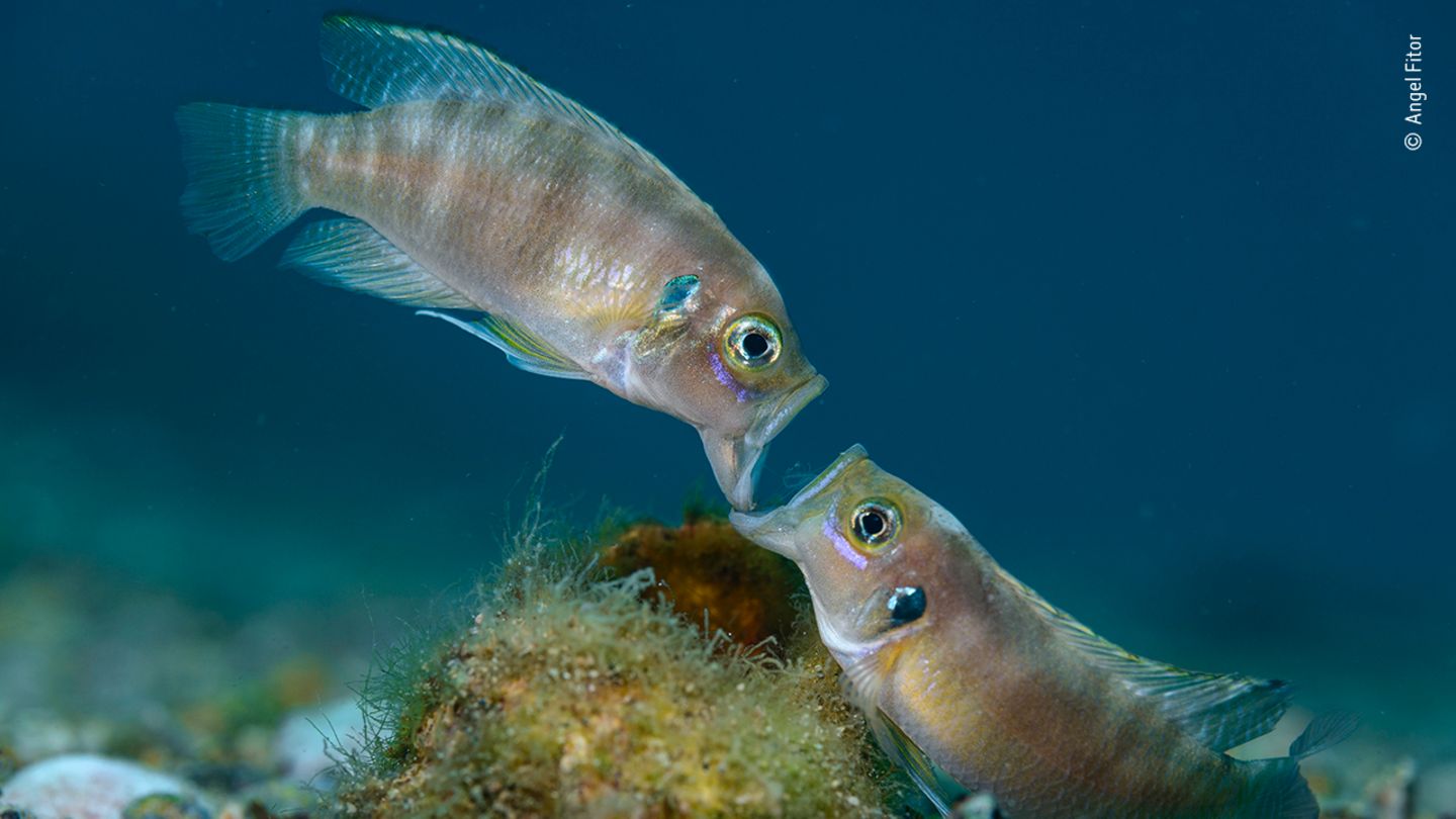 Wildlife Photographer of the Year: Zwei männliche Buntbarsche im Tanganjikasee streiten sich darum, wer Vater werden darf. In der halb eingegrabenen Muschel wartet bereits das Weibchen