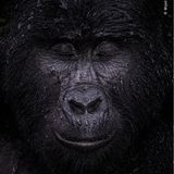 Wildlife Photographer of the Year: Berggorillas leben in Afrika in Höhen jenseits von 1400 Metern. Dieser hier scheint den einsetzenden Regen zu genießen