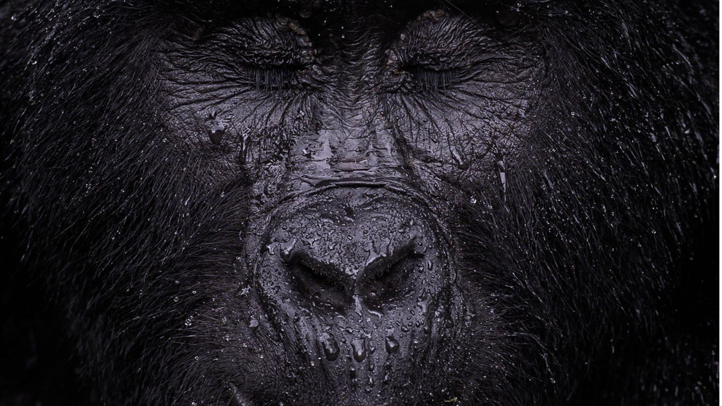 Wildlife Photographer of the Year: Berggorillas leben in Afrika in Höhen jenseits von 1400 Metern. Dieser hier scheint den einsetzenden Regen zu genießen
