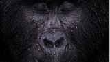 Wildlife Photographer of the Year: Berggorillas leben in Afrika in Höhen jenseits von 1400 Metern. Dieser hier scheint den einsetzenden Regen zu genießen