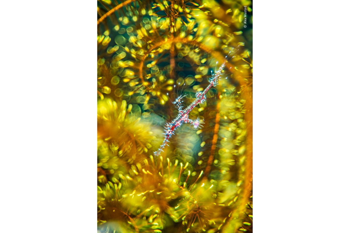 Wildlife Photographer of the Year: Verwirrend gut getarnt: Ein junger Geisterpfeifenfisch versteckt sich in einem Haarstern