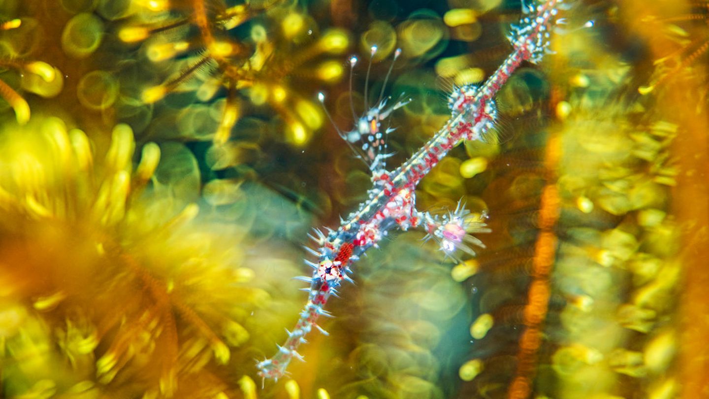 Wildlife Photographer of the Year: Verwirrend gut getarnt: Ein junger Geisterpfeifenfisch versteckt sich in einem Haarstern