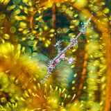 Wildlife Photographer of the Year: Verwirrend gut getarnt: Ein junger Geisterpfeifenfisch versteckt sich in einem Haarstern