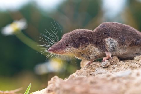 Feldspitzmaus (Crocidura leucodon)