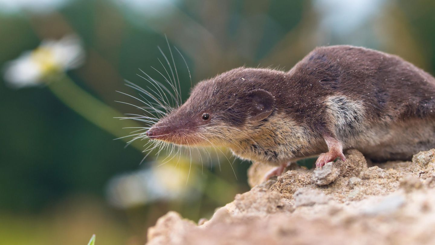 Feldspitzmaus (Crocidura leucodon)