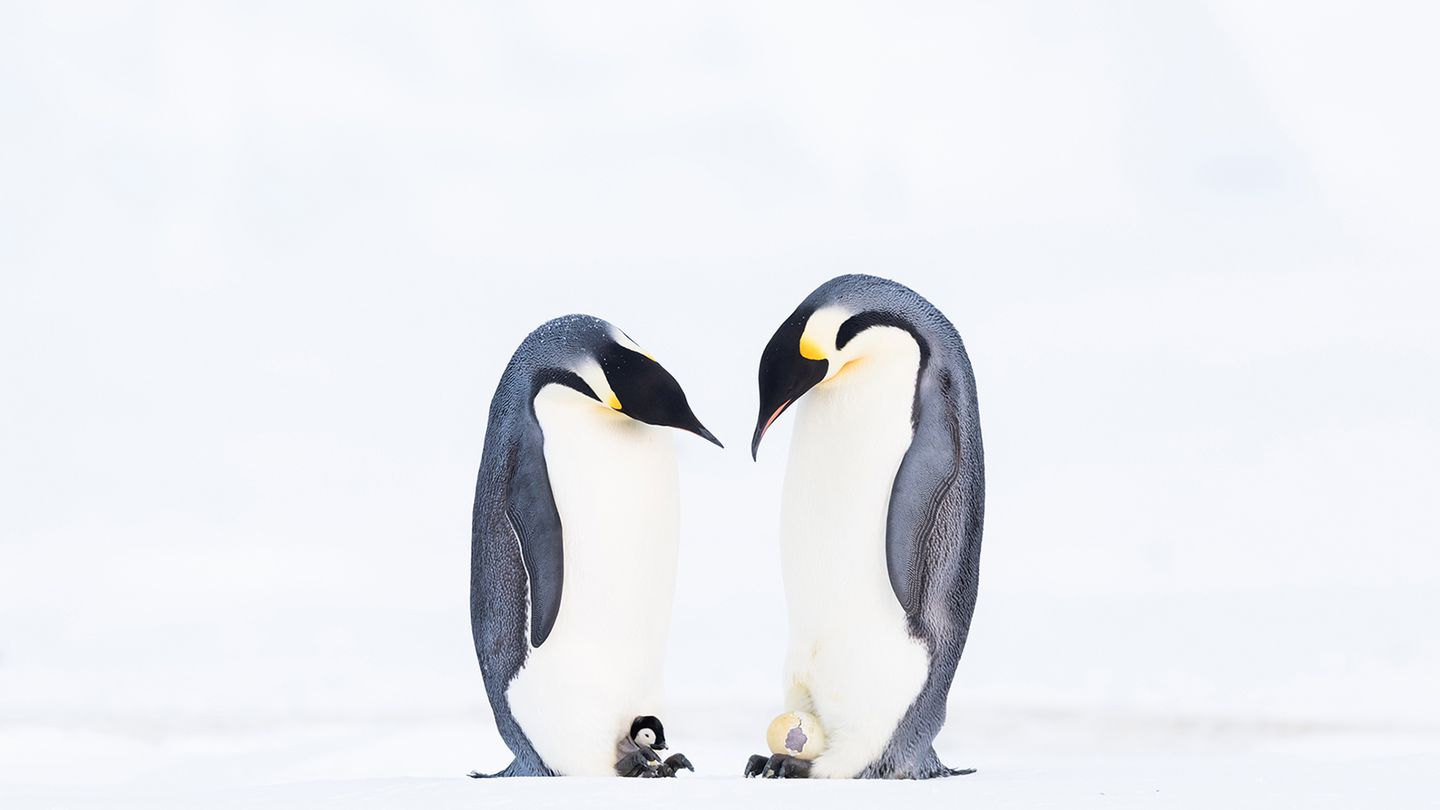 Mit einer intensiven Fotoarbeit über Kaiserpinguine siegt Stefan Christmann in der Kategorie "Collective Portfolio Award". Zwei Winter hatte er mit den Tieren in der Arktis verbracht. Ungefähr 64 Tage brüten die männlichen Tiere die Eier, indem sie diese auf ihre Füße legen und mit einer Bauchfalte bedecken. Auf dem Bild begutachten zwei Väter gegenseitig ihren Nachwuchs.